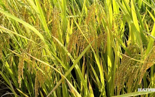 Hiệu quả từ những mô hình sản xuất lúa mới ở Nam Sách