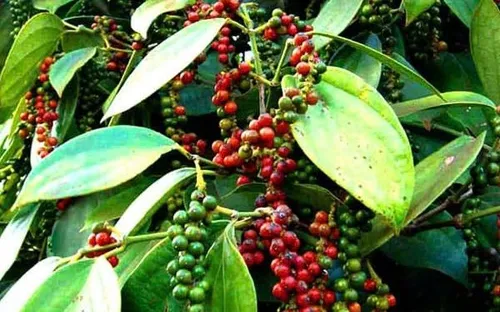 Bản tin nông sản hôm nay (30-6): Giá hồ tiêu, cà phê đi ngang