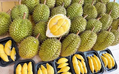 Giá sầu riêng lao dốc giữa vụ thu hoạch, nhà vườn đối mặt nhiều áp lực
