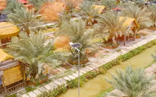 Vườn chà là 6.800m2 ở miền Tây mở cửa miễn phí, khách đến tự hái trái
