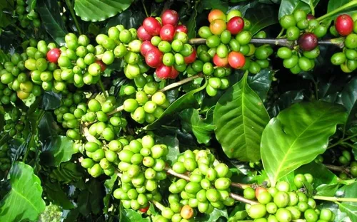 Bản tin nông sản hôm nay (4-7): Giá cà phê tăng, hồ tiêu ổn định