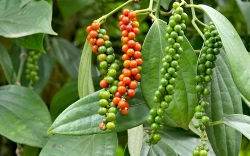 Bản tin nông sản hôm nay (5-7): Giá cà phê giảm nhẹ, hồ tiêu ổn định