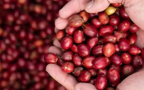 Cà phê và gạo xuất khẩu đồng loạt tăng giá, thị trường nông sản khởi sắc