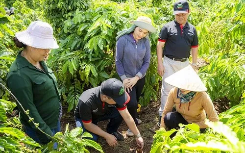 Bản tin nông sản hôm nay (6-7): Giá cà phê cao nhất trong 3 tháng, giá hồ tiêu ổn định