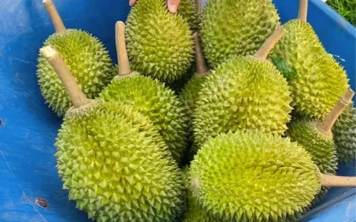 Nguồn cung bùng nổ, giá sầu riêng tại Malaysia và Việt Nam đồng loạt lao dốc