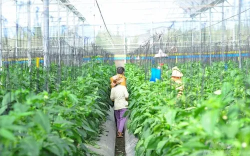 Lâm Đồng tăng tốc ứng dụng công nghệ cao, nâng giá trị nông sản và mở rộng thị trường
