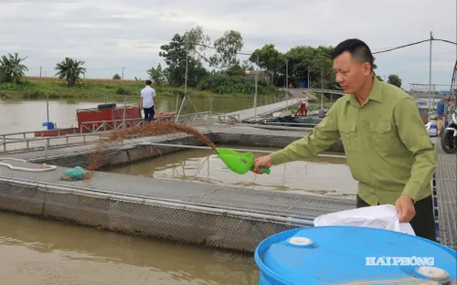 Thủy sản dẫn đầu tăng trưởng ngành nông nghiệp Hải Phòng