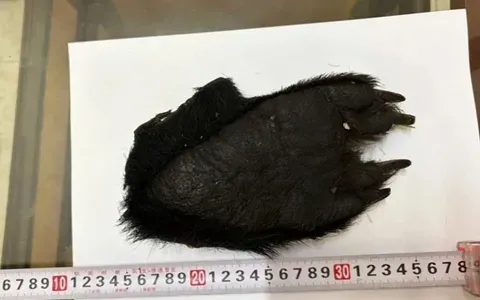 Bị khởi tố vì nhận vận chuyển tay gấu lấy tiền công 1 triệu đồng
