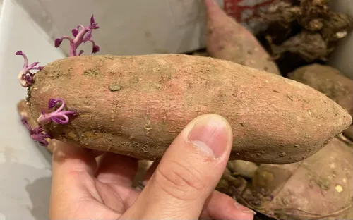 Cẩn trọng với những loại củ đã mọc mầm: Có thể chứa độc tố gây hại nhưng nhiều người vẫn tiếc của đem chế biến