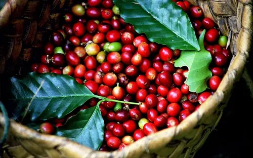 Giá cà phê Tây Nguyên tăng mạnh, tiến sát mốc 95.300 đồng/kg theo đà phục hồi thế giới
