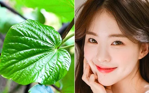 Trị mụn bằng lá lốt có hiệu quả không? Sự thật ít người biết