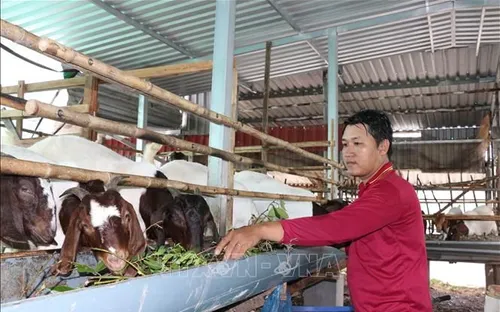 Hướng đi mới trong tái cơ cấu chăn nuôi ở Vĩnh Long