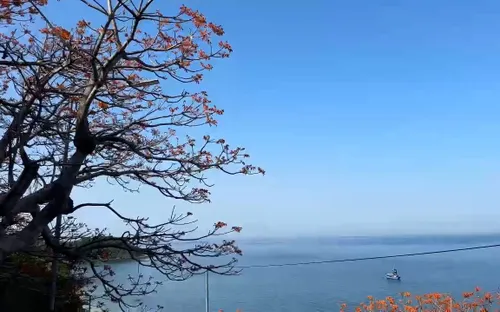 Mùa hoa Ngô đồng đỏ - Dấu ấn sinh thái và văn hóa đặc sắc của Cù Lao Chàm