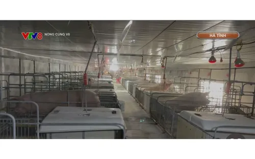 Hà Tĩnh chủ động giám sát, ngăn chặn dịch tả lợn châu Phi từ cơ sở