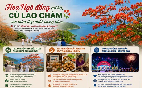 Hoa Ngô đồng khoe sắc, hút du khách đến Cù Lao Chàm