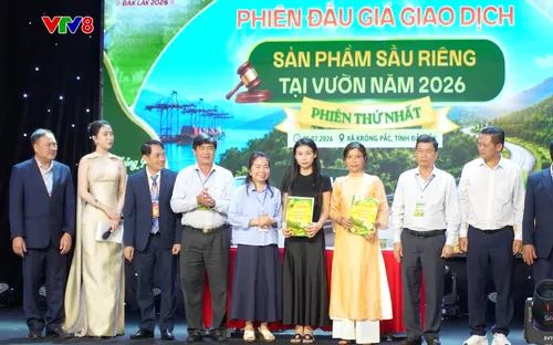 Đấu giá sầu riêng công khai - Bước chuyển mới trong sản xuất nông nghiệp ở Đắk Lắk