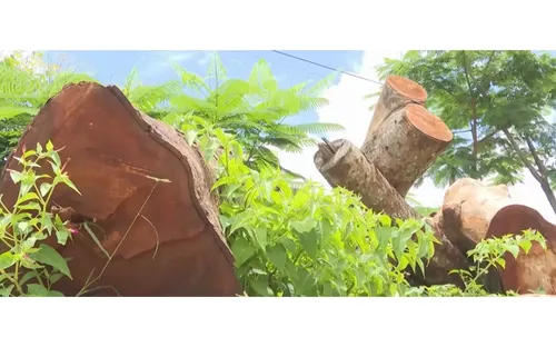Quản lý tài sản công sau sáp nhập: Nhìn từ hàng cây bị cưa hạ tại Gia Lai