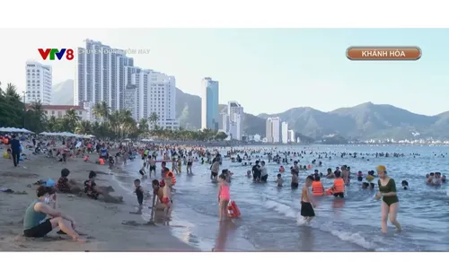 Cảnh báo mùa sứa độc tại các bãi biển ở Nam Trung Bộ