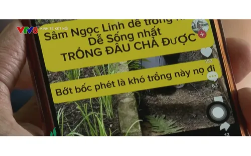 Tái diễn nguy hiểm tình trạng đội lốt thương hiệu Sâm Ngọc Linh: Cần pháp luật vào cuộc triệt để