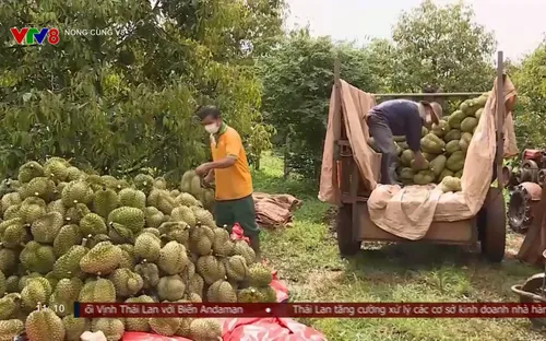 Cảnh báo tình trạng "bảo kê" trong mùa thu hoạch sầu riêng