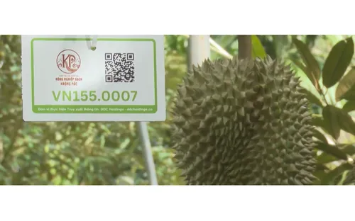 Sầu riêng Đắk Lắk và bài toán kinh tế bền vững
