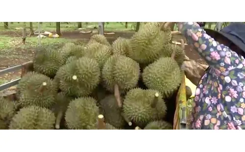 Sầu riêng Đắk Lắk vào vụ, mở rộng khát vọng kết nối và vươn xa