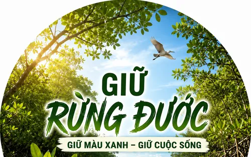 Rừng đước bên sông Tắc mang sắc xanh bình yên giữa phố biển