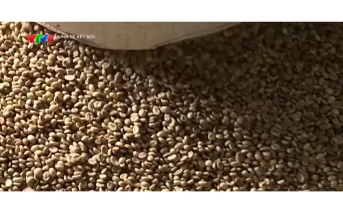 Chuỗi cung ứng cà phê thích ứng quy định chống mất rừng của Liên minh châu Âu