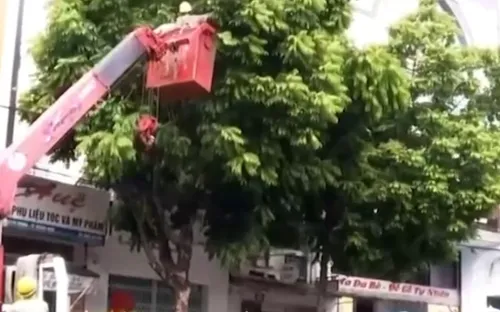 Quảng Ngãi chủ động cắt tỉa cây xanh bảo vệ an toàn mùa mưa bão