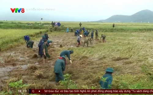 Hà Tĩnh khẩn trương “cứu lúa” sau mưa lớn