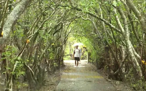Sắc vàng thu Rú Chá