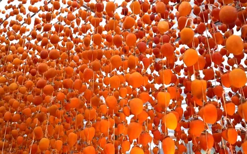 Đà Lạt mùa hồng chín: Từ đặc sản truyền thống đến bước đột phá công nghệ