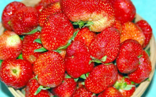 Ăn dâu tây giúp giảm mỡ trong máu