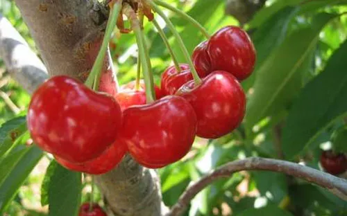 5 loại quả mùa hè chị em không nên bỏ qua