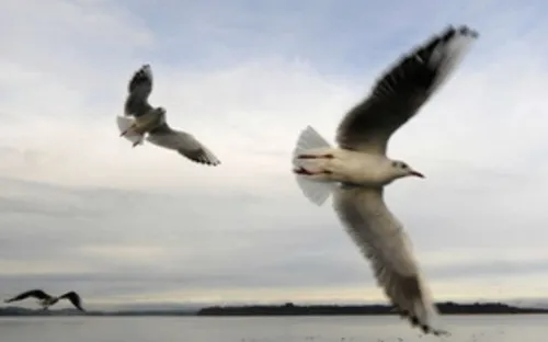 Trung Quốc phát hiện H7N9 ở chim bồ câu hoang dã