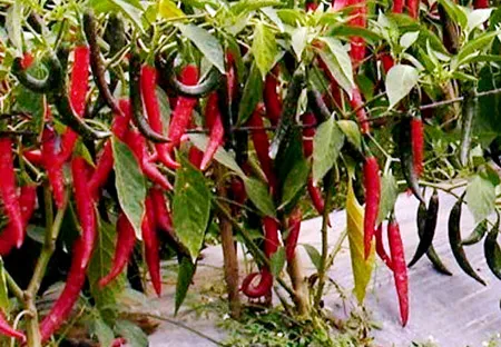 Ớt miền Trung xuất khẩu rớt giá mạnh