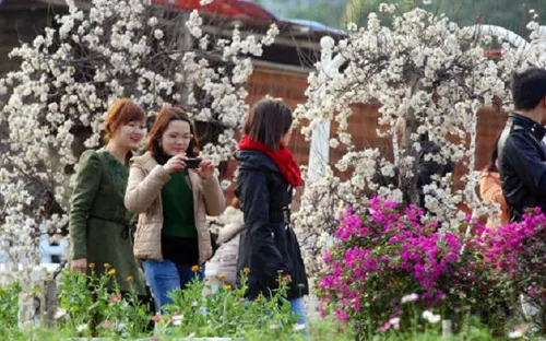 Vườn đào Nhật Tân nhộn nhịp người du Xuân