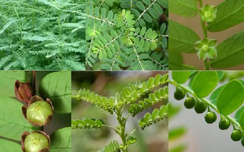 Điều trị một số bệnh về gan bằng cỏ cây tự nhiên