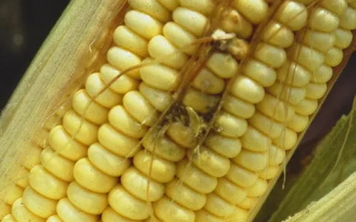 Phát hiện thức ăn gia súc có chất gây ung thư tại Đức