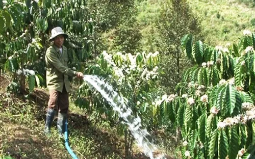 Nguy cơ mất trắng mùa cà phê vì nắng hạn