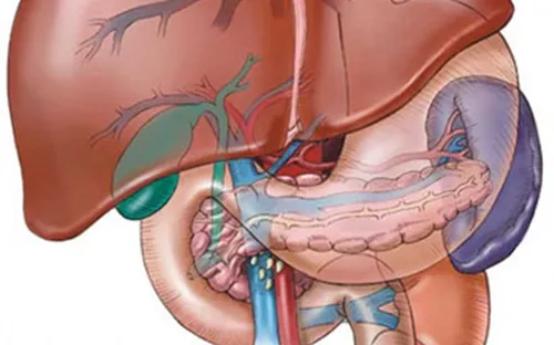 Tìm ra chất mới ngăn ngừa gan nhiễm mỡ