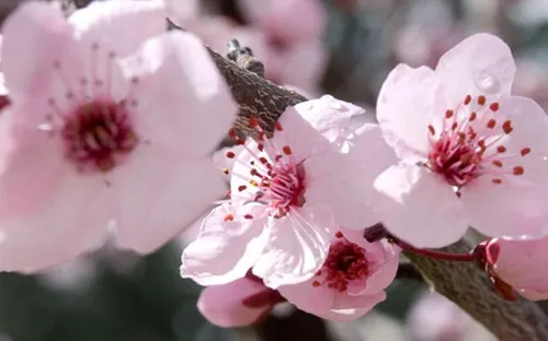 Trung Quốc: Tràn ngập sắc hồng trong lễ hội hoa đào