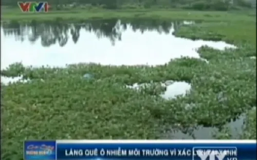 VIDEO: Làng quê Quảng Nam ô nhiễm vì xác lợn tai xanh 