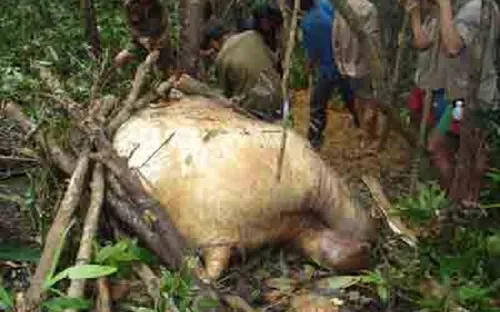 Phát hiện nhóm đối tượng săn bắn động vật hoang dã