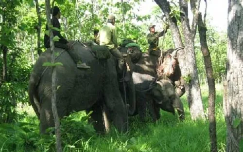 Cứu hộ thành công voi rừng sập bẫy