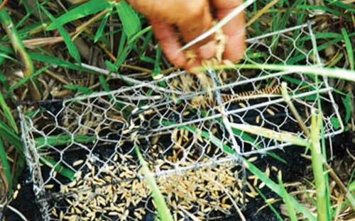 Báo động tình trạng bẫy điện chết người tại ĐBSCL