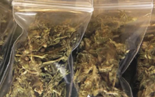 Bắt 2 đối tượng đưa cần sa khô vào Việt Nam