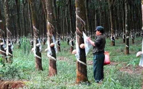 "Cáo buộc của Tổ chức Global Witness là luận điệu vu cáo"