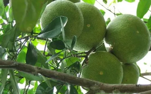 Bưởi Phúc Trạch đang hồi sinh sau nhiều năm thất bát