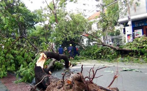 Mưa lớn tại TP.HCM, 1 phụ nữ bị cây đè chết